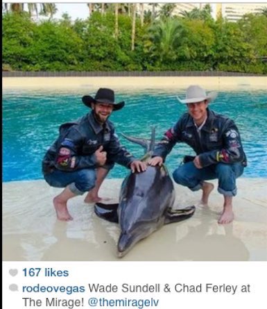 CDIENNDNIIS_2's tweet photo. As if abusing animals at the #Rodeo wasnt enough, these 2  #Cowardboys think its ok to grope #Dolphins too #OpRodeo https://t.co/CS1tGSDLXZ