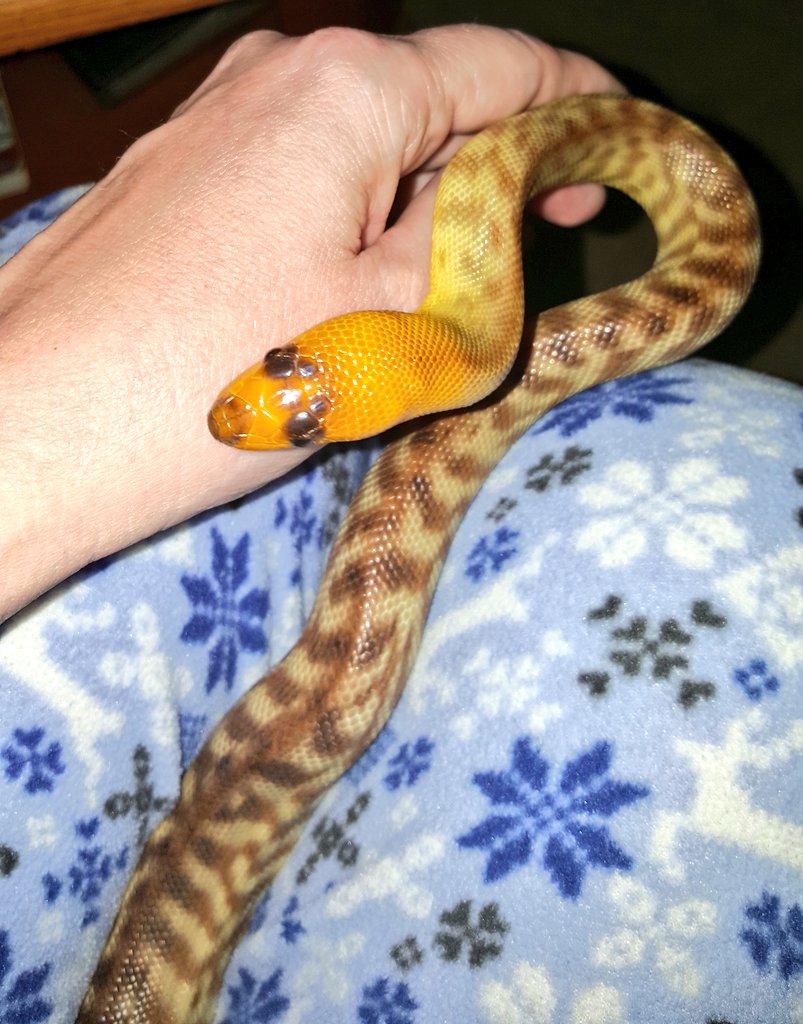 SnakeMomOregon's tweet image. I love my Woma python girl, Jade ♡ #AspiditesRamsayi Good morning from Sunriver, Oregon xx ♡ #falbal #WomaPython