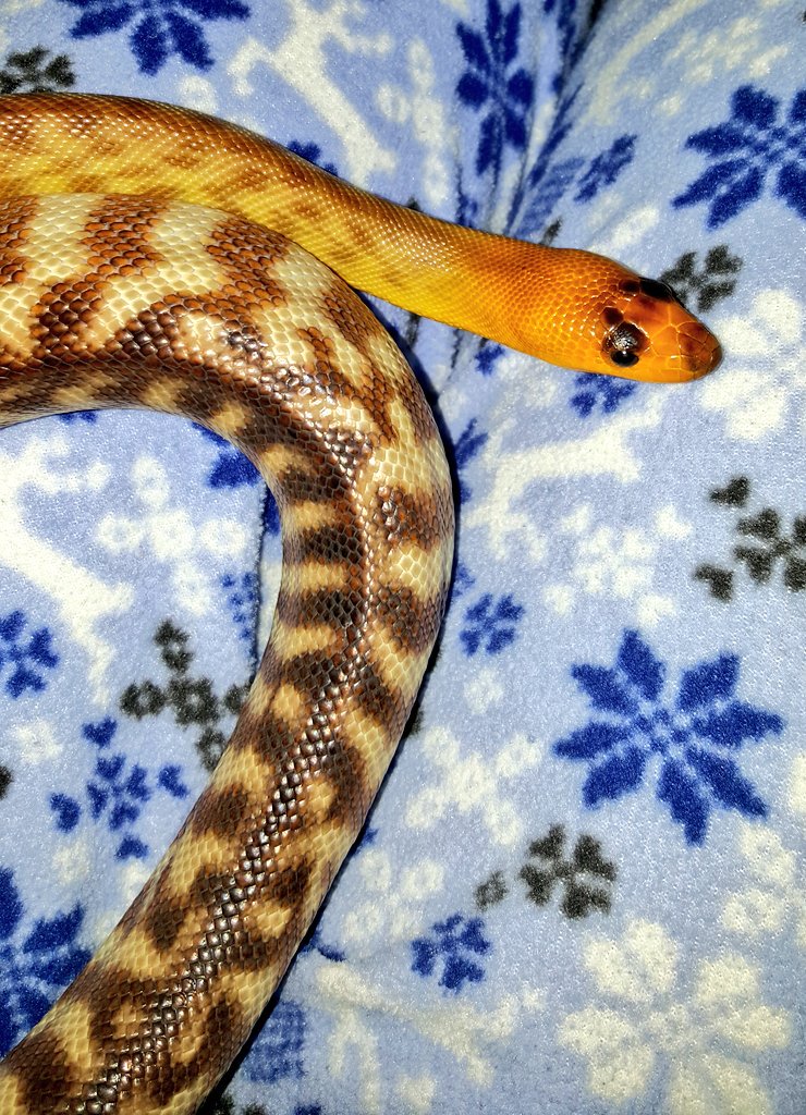 SnakeMomOregon's tweet image. I love my Woma python girl, Jade ♡ #AspiditesRamsayi Good morning from Sunriver, Oregon xx ♡ #falbal #WomaPython