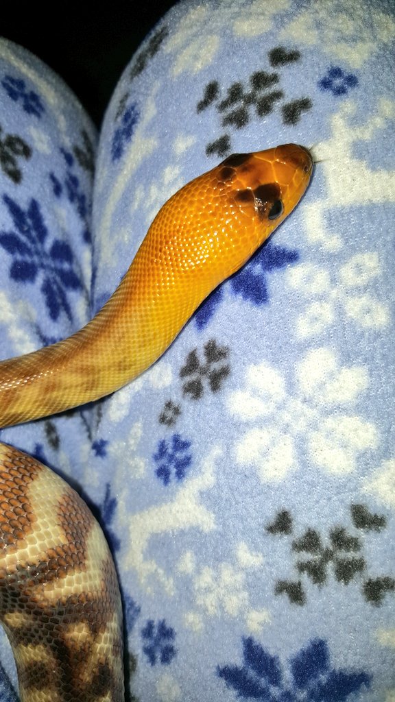 SnakeMomOregon's tweet image. I love my Woma python girl, Jade ♡ #AspiditesRamsayi Good morning from Sunriver, Oregon xx ♡ #falbal #WomaPython