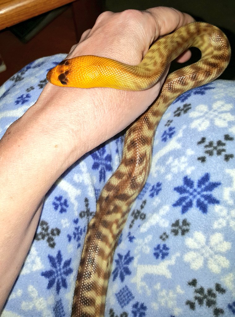 SnakeMomOregon's tweet image. I love my Woma python girl, Jade ♡ #AspiditesRamsayi Good morning from Sunriver, Oregon xx ♡ #falbal #WomaPython