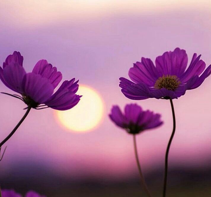 n_shining_f's tweet photo. What sunshine is to flowers,
smiles are to HUMANITY.
#quote ~Joseph Addison https://t.co/kcJGpo269G