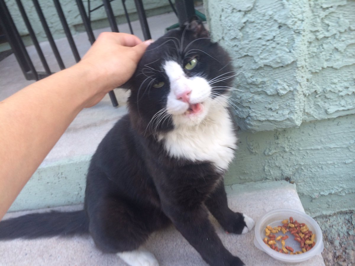 BasedGelfling's tweet photo. cheese cat is still hanging around. at least 3 people in the complex are giving him food now. https://t.co/snATUElJJh