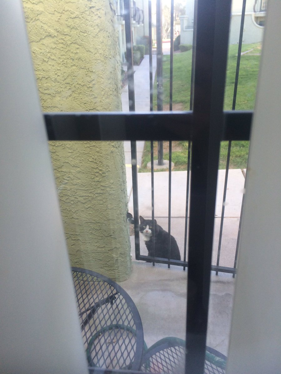 BasedGelfling's tweet photo. cheese cat is still hanging around. at least 3 people in the complex are giving him food now. https://t.co/snATUElJJh