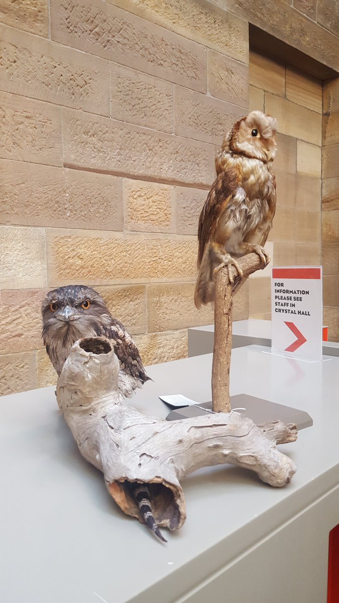 AMscifest's tweet photo. Which one is alive & which one is dead?? (Ans: L is live!) Aust Wildlife Displays @austmus for #ASMF2016 today! https://t.co/tRRdRQ7mxh