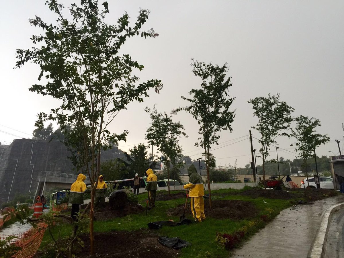 ColonosSantaFe's tweet photo. C/el programa Reforestación CDMX 2016 @SEDEMA_CDMX y @ColonosSantaFe plantarán 800 árboles d 4 a 6 m #SantaFeVerde https://t.co/IzBKHnp2Ua