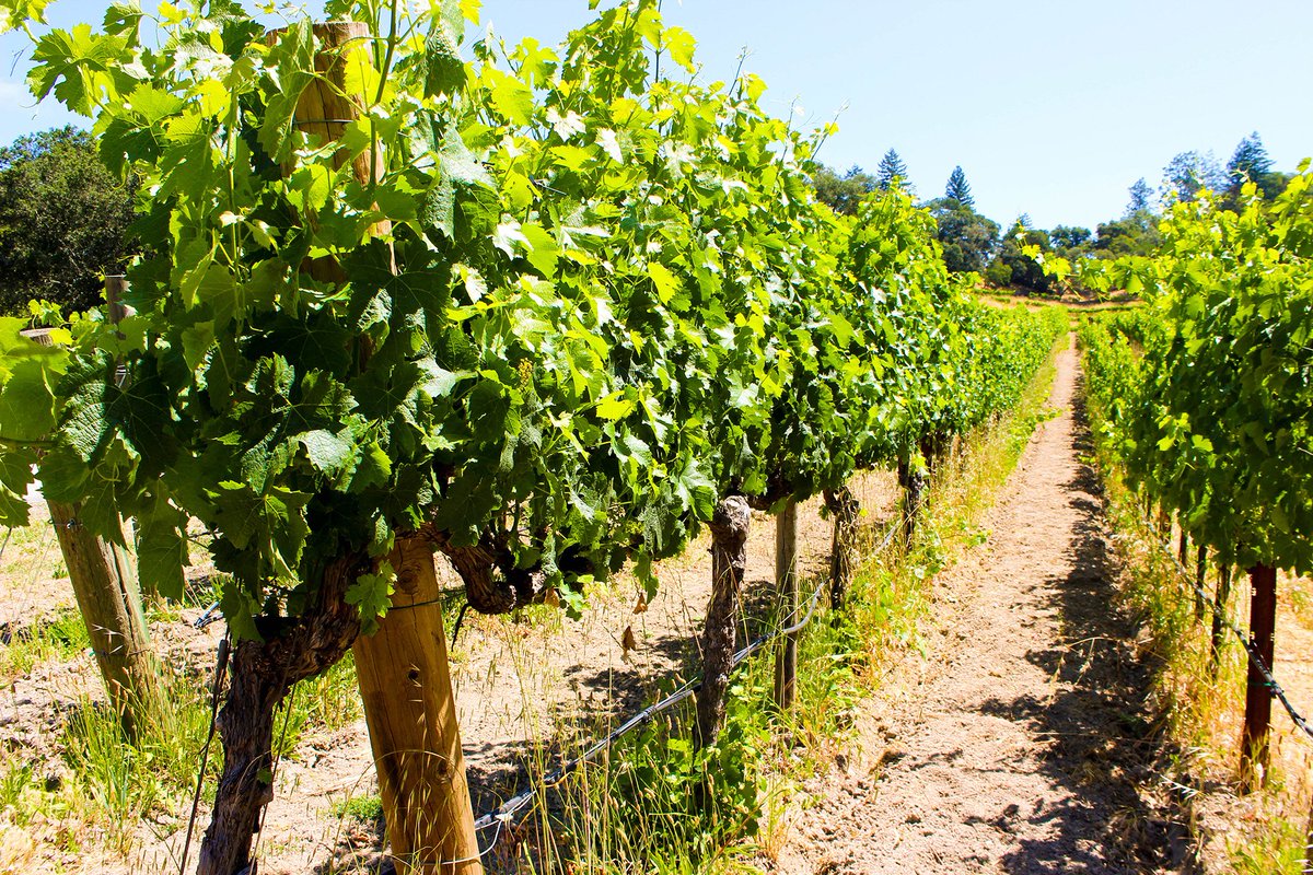 VinoVisit's tweet photo. Nothing's better than a stroll through the vineyards after a hearty lunch! #vineyard #napavalley https://t.co/mcpY4dvsNp