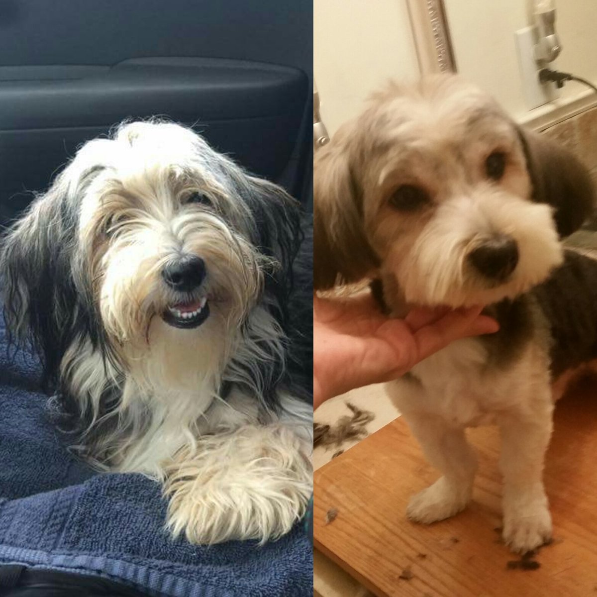 morkie grooming cuts