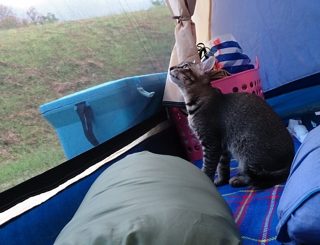 猫とキャンプ Hashtag On Twitter