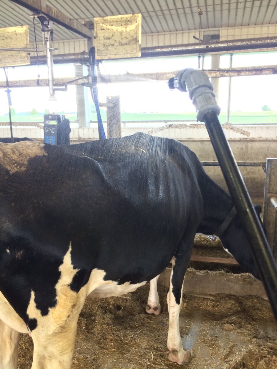 faircrestfarms's tweet photo. Gotta do what yea gotta do to keep the cows comfortable! #ontag #agmorethanever https://t.co/behTN03Ybu