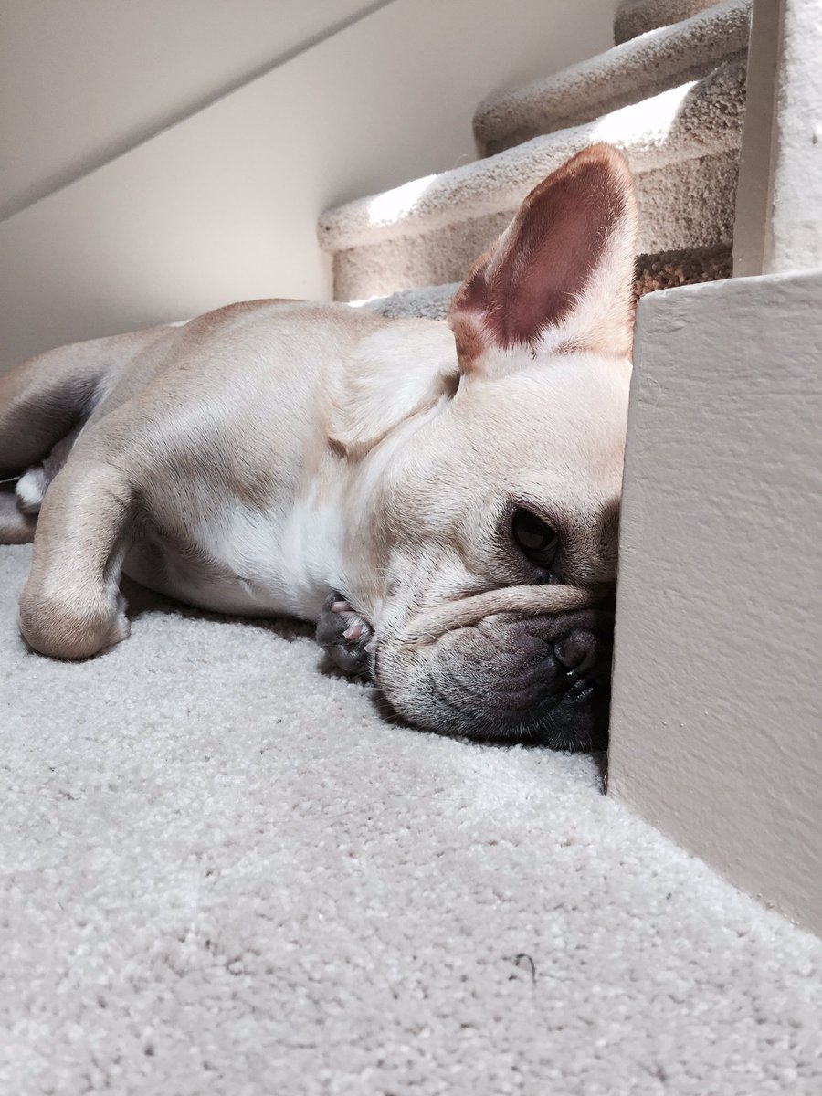 nutanixmatty's tweet photo. A great week of meetings at SKO in Vegas but this is how I feel waiting for my flight home. #sameasmydog https://t.co/PvFMu0NVOJ