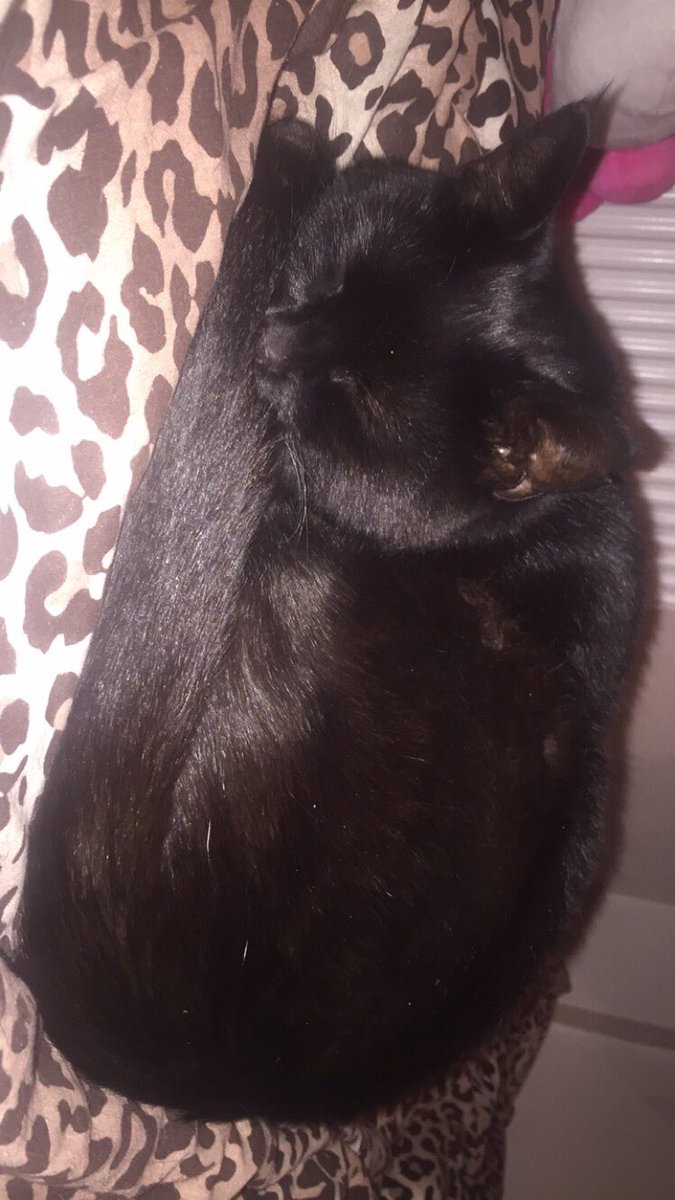 eksweeting1996's tweet photo. I love you 🐱❤️ #obsessed #perfect #mybaby #furbaby #catmamma #crazycatlady https://t.co/bqgzoXT2o2