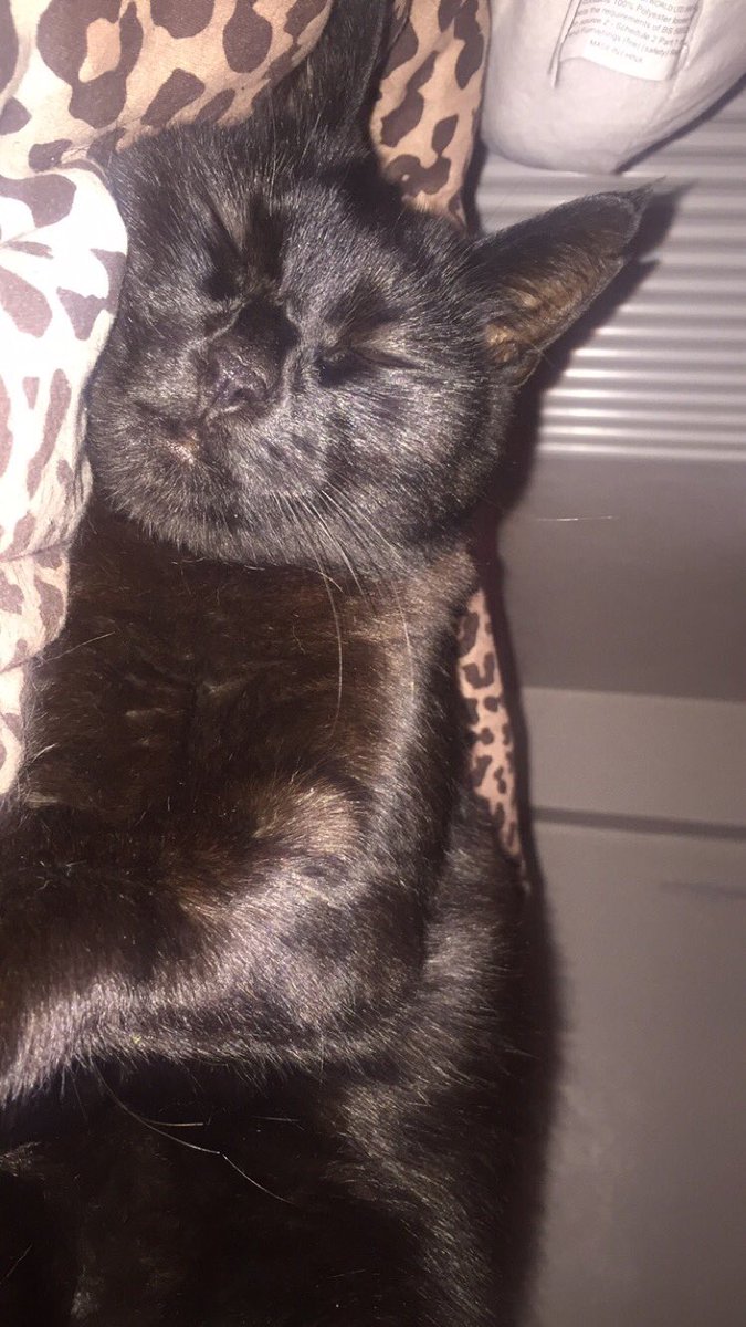 eksweeting1996's tweet photo. I love you 🐱❤️ #obsessed #perfect #mybaby #furbaby #catmamma #crazycatlady https://t.co/bqgzoXT2o2