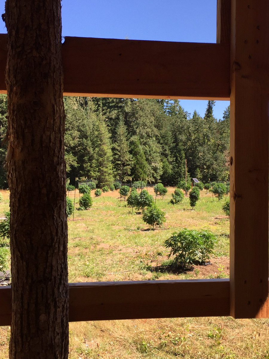 CertifiedKind's tweet photo. The Oregon Liquor Control Commission is licensing beautiful outdoor cannabis farms. Not just indoor. @organiccowboy https://t.co/mtKuc9khsI