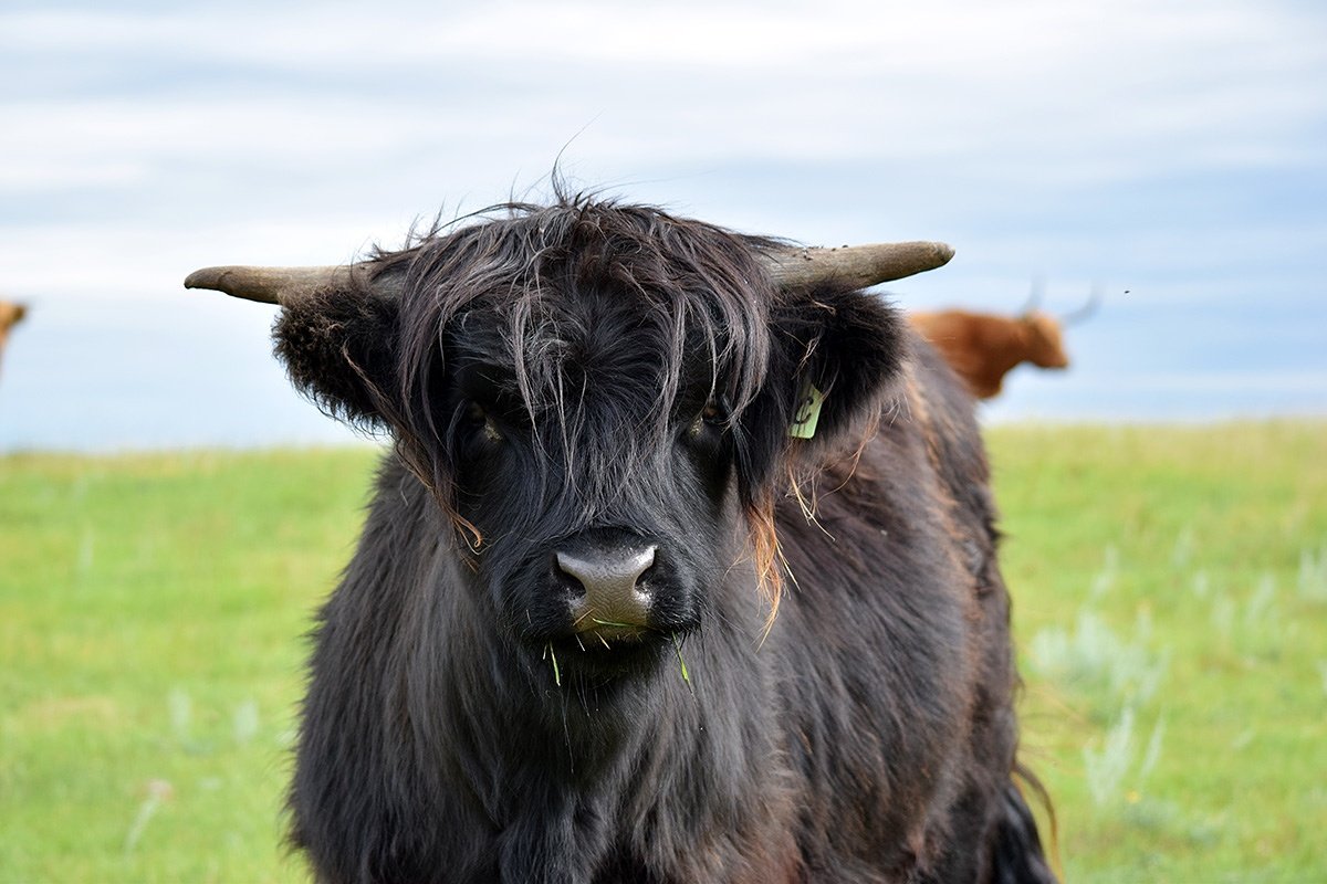 JaylynEttinger's tweet image. Cersei. She doesn't like to play by the rules. #highlandcattle