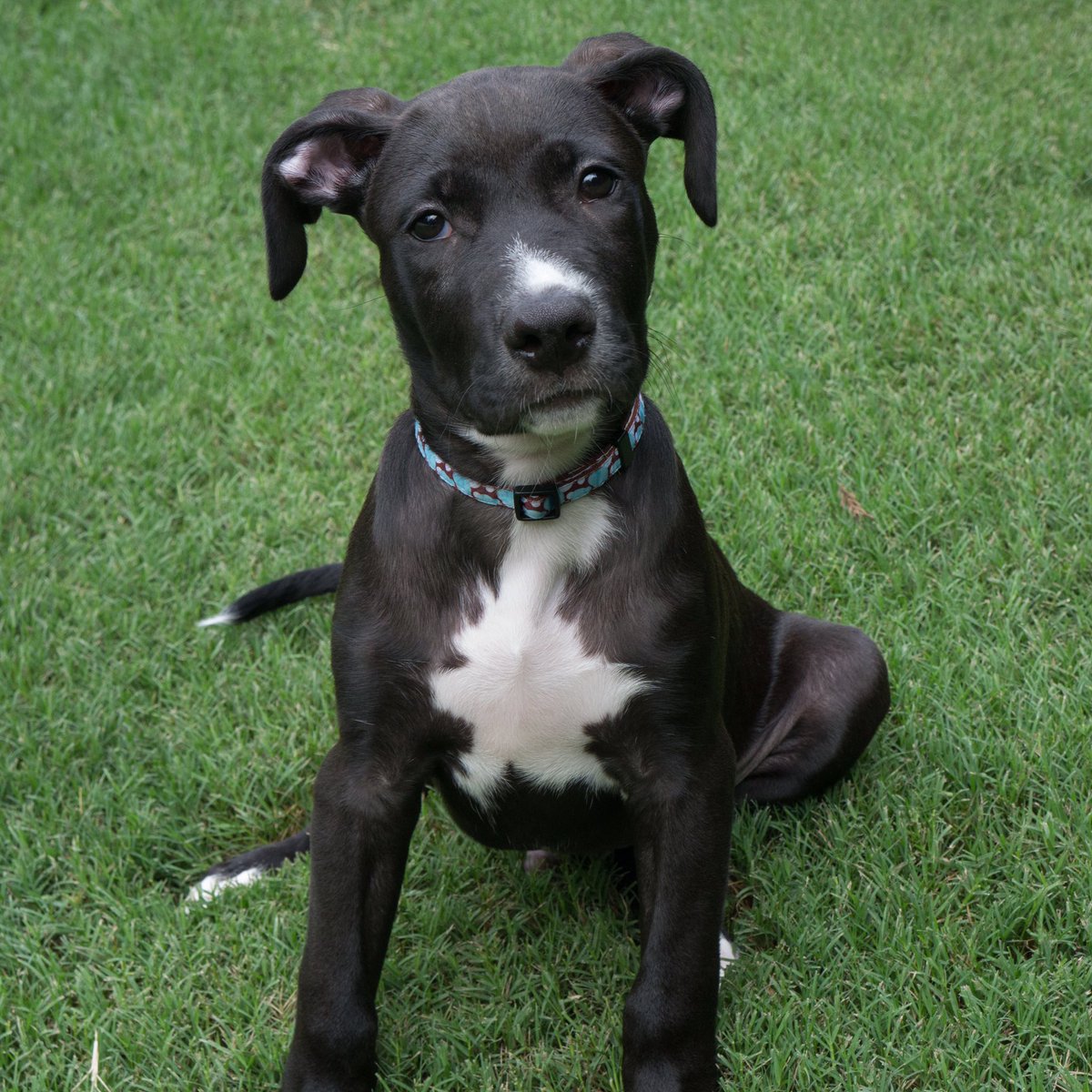 Myles is looking for his forever family ❤️ meet him Sat/Sun 11am-1pm @ Unleashed on Howell Mill Rd #AdoptDontShop