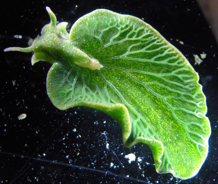 RBSEF1's tweet photo. Sea Slug That Looks Like a Leaf Steals Genes to Become Animal-Plant Hybrid
https://t.co/dIYq6CWIjz
#RBSEF #genetics https://t.co/7PTsRjpnA0