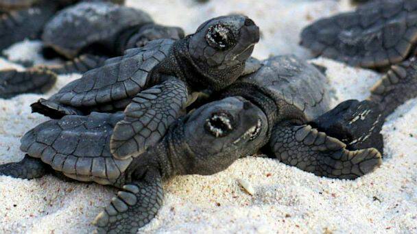 AmberSunVR's tweet photo. Baby Turtles! Montezuma, Costa Rica. #AmberSunFun #Myeyecandylife #turtle #babyturtles
https://t.co/4V6cska8HX https://t.co/OyNE3pn7b2