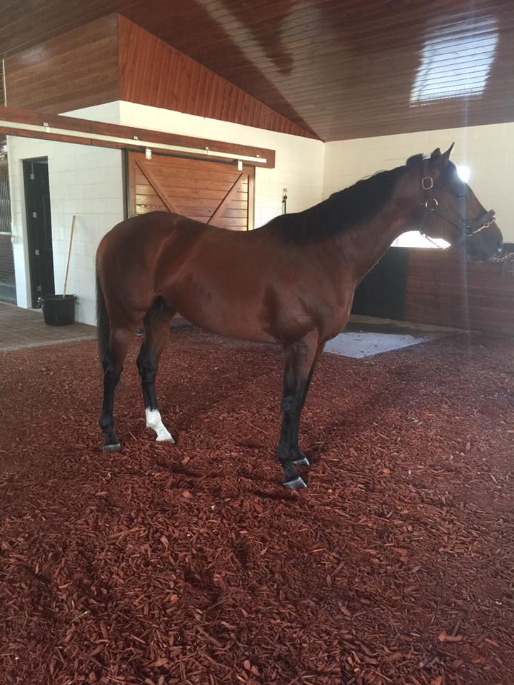 PleasantAcresSt's tweet photo. CSABA! Hot Sire Creds: By Kitten's Joy &amp; MGSW on dirt of 13 races 5f - 1 1/8 m (9 stakes) https://t.co/Jj198kdrkW https://t.co/62ZPucV1c7