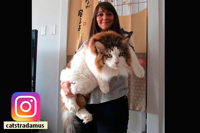 ClauFabregas_'s tweet photo. Samson, el gato doméstico más grande del mundo https://t.co/AcJzkGfrhl  https://t.co/ujEINWV1tU