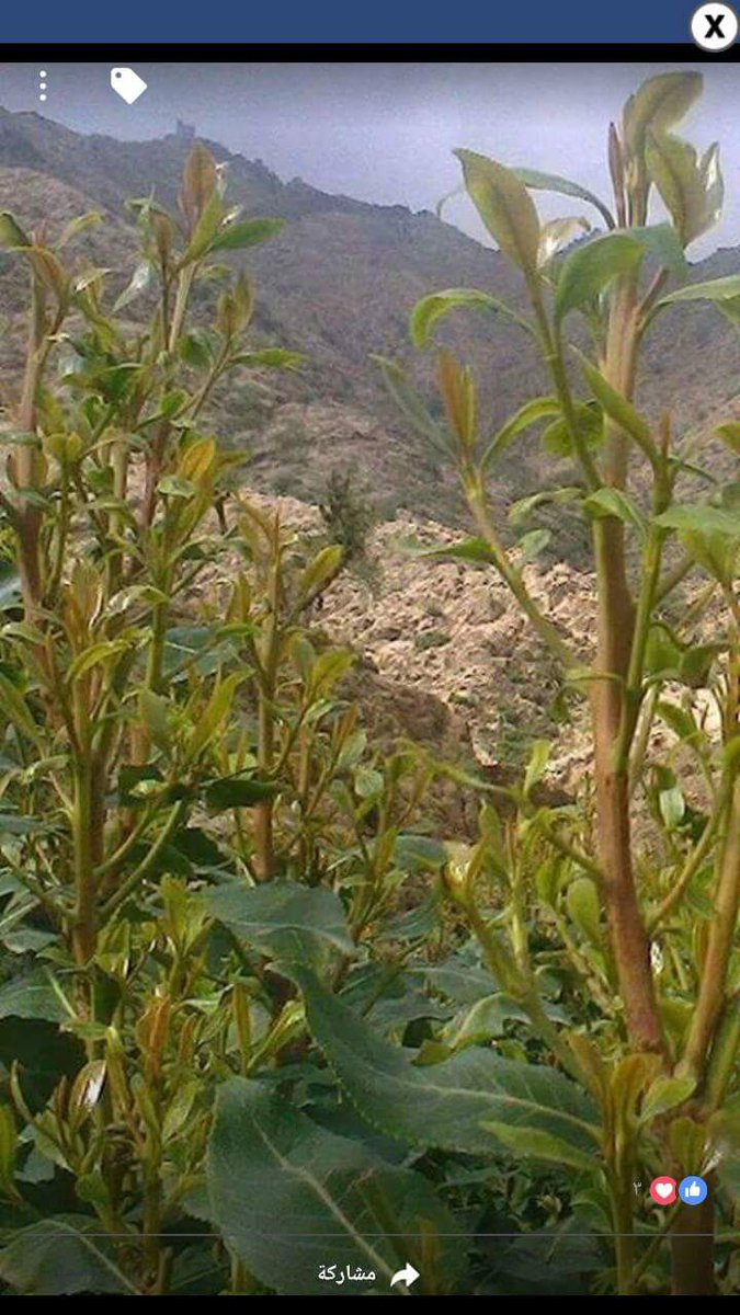 هايل الصعفاني (@asatan46) on Twitter photo 