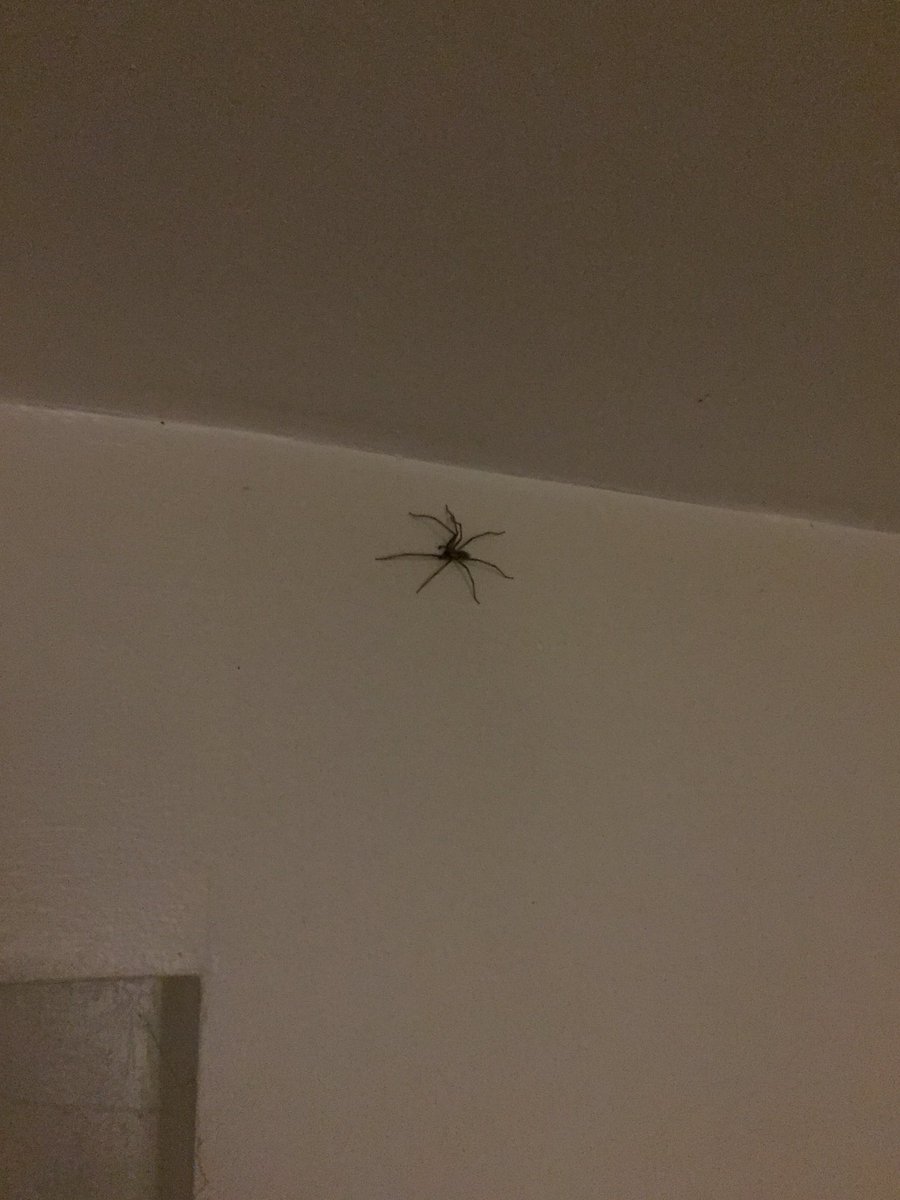 mitchell_vicki's tweet photo. Only bad thing about living alone is when one of these come to visit me #spider #cantcope #howbig https://t.co/Hp804irhUM