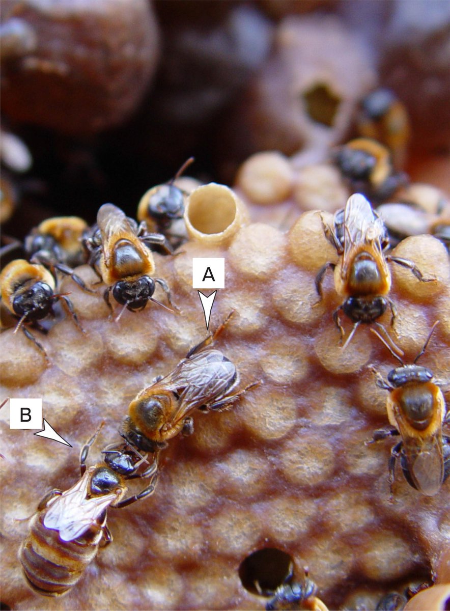 ArquivosIB's tweet photo. @ufpioficial & @embrapa: #bioecology and behavioural genetic aspects of #stinglessbee
https://t.co/wRTcTUxAyO https://t.co/4iZmN6SQGt