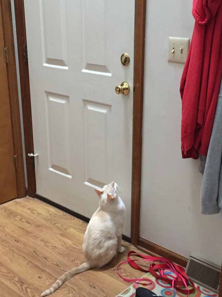 mmmsnooky's tweet photo. Louie is contemplating his eve cape. https://t.co/IFPnw9LUSa