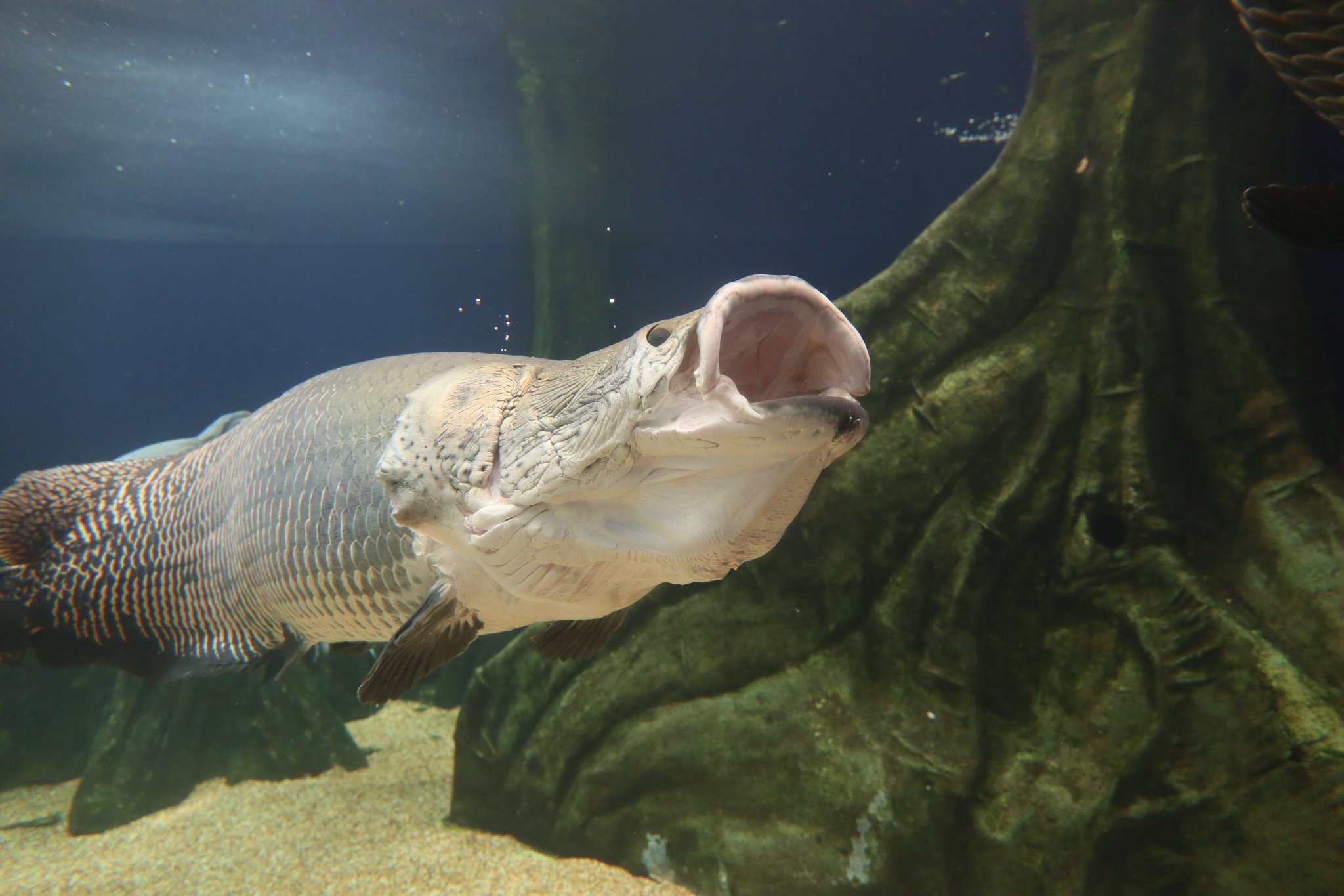 تويتر サンシャイン水族館 على تويتر 本日15時から 大迫力 O びっくり巨大魚にエサやり体験 実施 10名様限定につき お申込みはお早めに 詳しくはhttps T Co 1y9wsblpvy ピラルク ありがとうフェスタ サンシャイン水族館 T Co kddlyowy