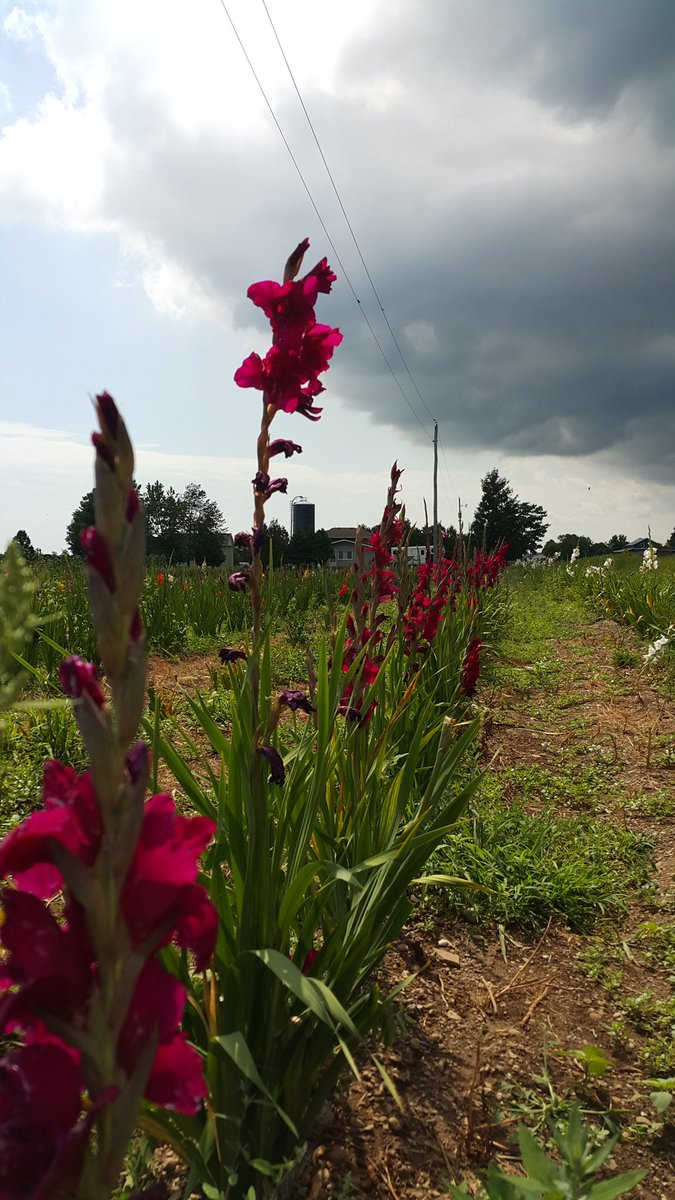 Pick your own flowers @Coatsworth's in #BlenheimON