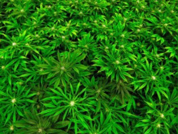kisekino_kusa's tweet photo. 大麻を吸うと一種の酩酊感が生まれる
くつろいだ、いい気分になれる
心が楽しく、そして穏やかに平和的になる
素朴な疑問だが、どうして幸せな気持ちになることが悪いことなのだろうか？
https://t.co/czzoFfGSMe
https://t.co/4E79RuGjKT