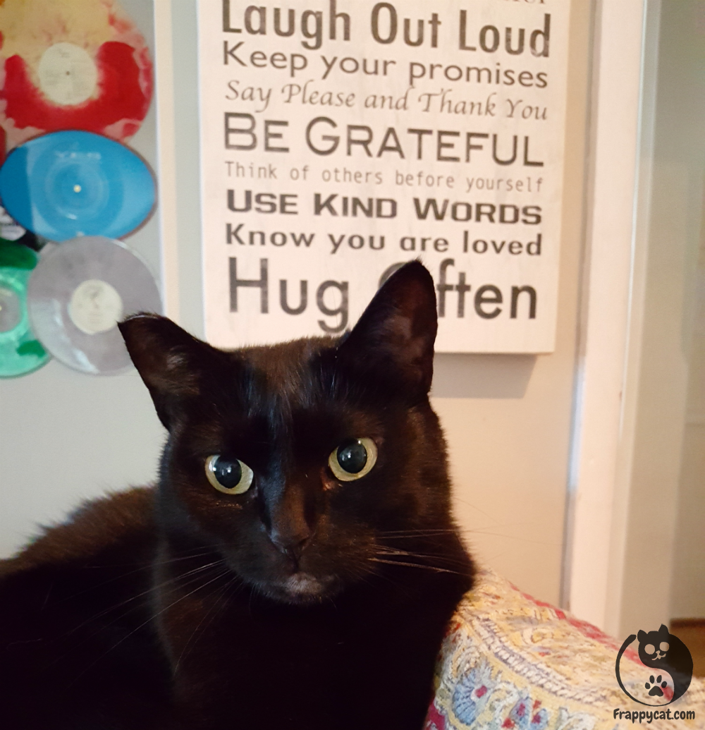 Frappycat's tweet photo. My foster sister Mila always abides by the house rules (but she’s not always down with the “hug often” rule). https://t.co/vPBynAsNZW
