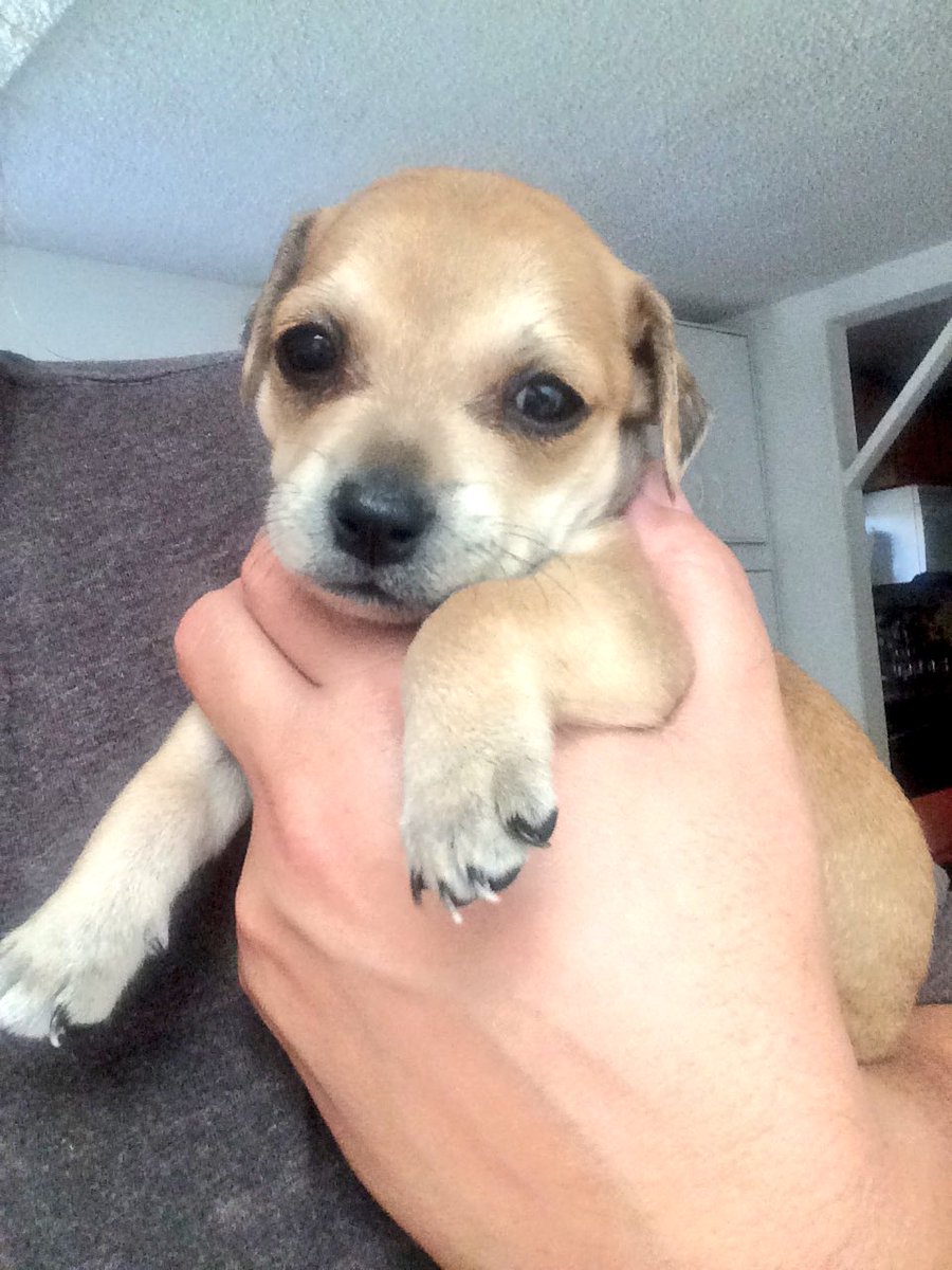 OurFosterHaven's tweet photo. OUR NEWEST #FosterPuppies!! They are: #wpStrawberry, #wpRaspberry, &amp; #wpCherry! Contact @wattsproject for adoption! https://t.co/iJIVoaON2O
