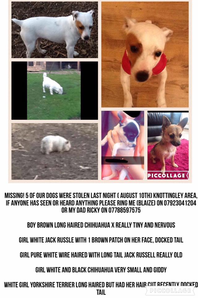 Lostandstolen On Twitter Girl White And Black Chihuahua Very