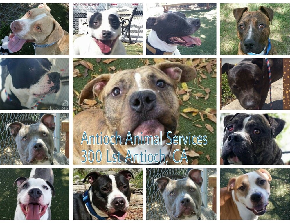 AdoptinAntioch's tweet photo. SOS!!! Save a Life!! #Rescue #adopt #share #bayareapitbull #bayareabullies #dontbullymybreed #norcaldogs #eastbay https://t.co/S6jZjdO5Ff