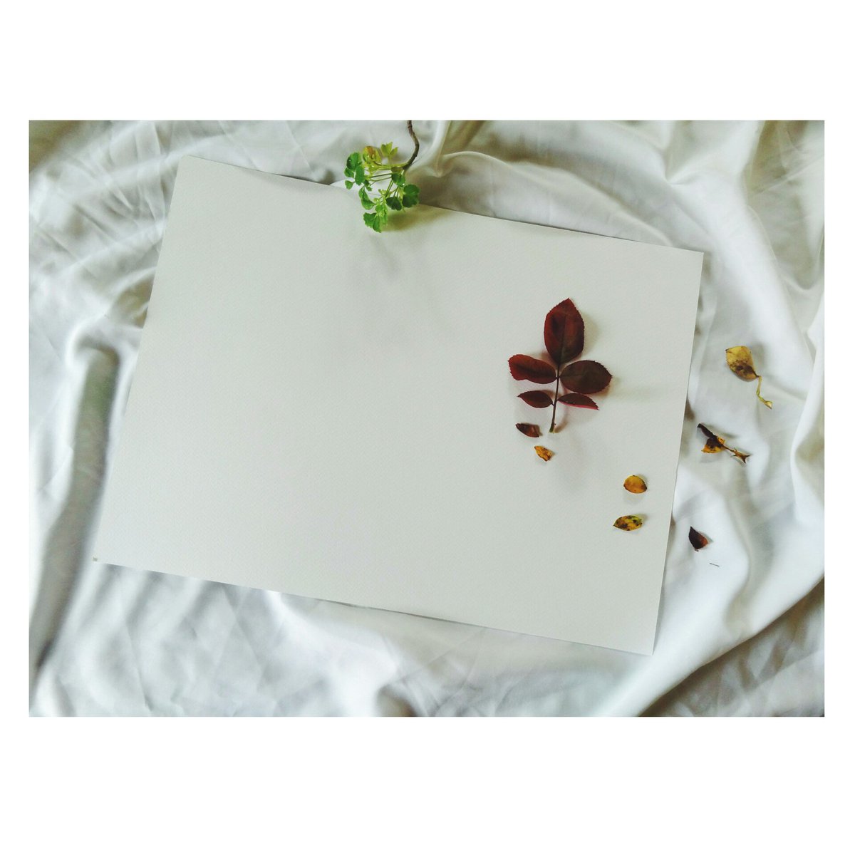 GunjanDey's tweet photo. Still life photography , though i am not a photographer!
#stilllife #leaves #flowers #art #twitter #instagram https://t.co/EplmywTLMH
