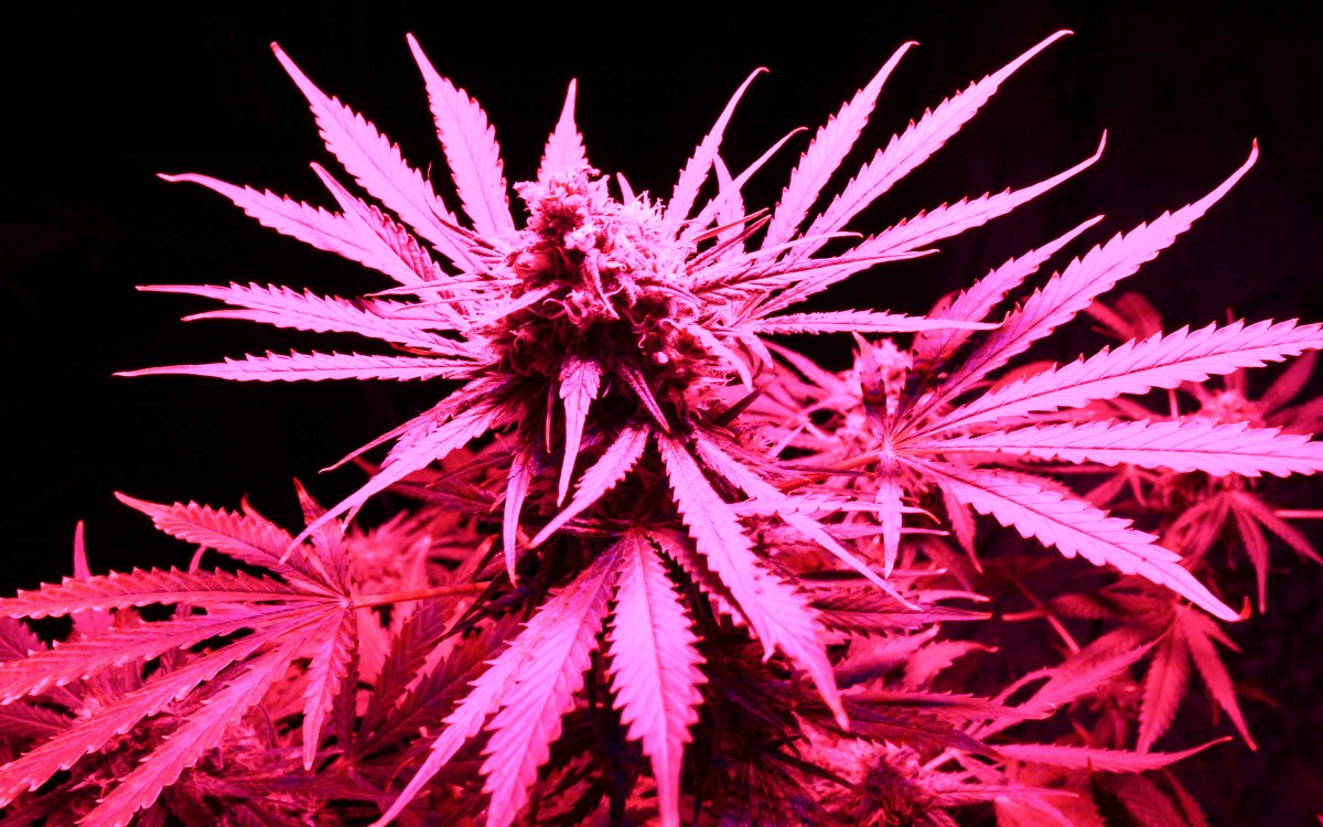 HIGH_TIMES_Mag's tweet photo. #Grow Q&amp;A: Can I Grow Pot In A Cabinet? https://t.co/dGYuunmeSa https://t.co/YtCA2xWUbT