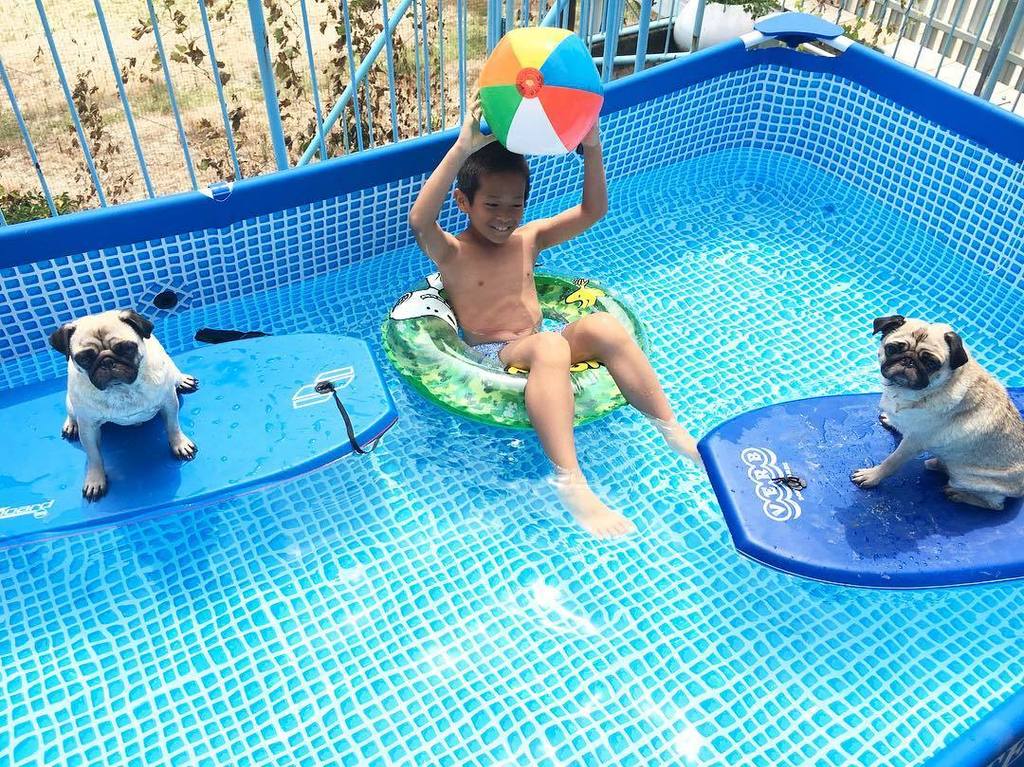 moncome's tweet photo. 私も水着になろーっと👙

#ソナチャックハリー #ソナさん #夏休み#310Harry #310Chuck #pug #puglife #pugs #puglove #pugsta… https://t.co/1mMpRLcjEV https://t.co/uZNbiiCVP0