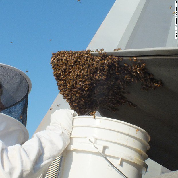 CNN's tweet photo. One of America’s most advanced fighter jets was grounded by thousands of swarming bees https://t.co/qrXhe8JORt https://t.co/RccmkPLTuE