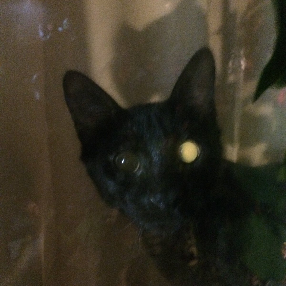 marlagould11's tweet photo. @LuxLivid Here are some cool pictures we took of the cats a day ago! https://t.co/mOywy6oWc3