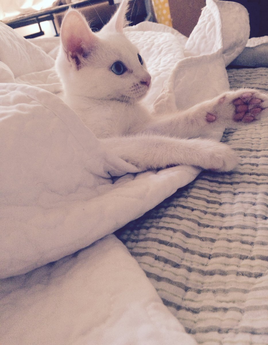 marlagould11's tweet photo. @LuxLivid Here are some cool pictures we took of the cats a day ago! https://t.co/mOywy6oWc3