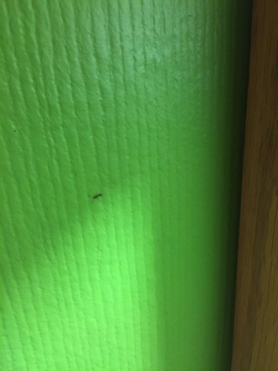 ParmeleyFarm's tweet photo. There are ants in our room! Some are afraid of snakes; spiders. I hate ants! Thanks @ChoiceHotels No sleep tonight! https://t.co/5pNVNZQ99Y