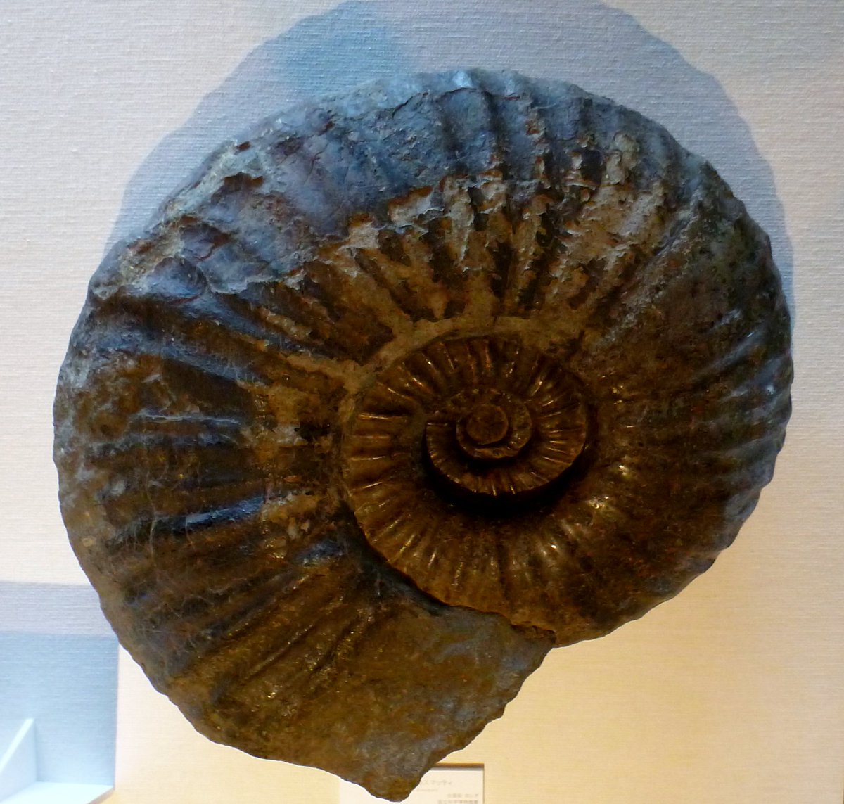 今日紹介する生物は「キャナドセラス」です！ キャナドセラスは