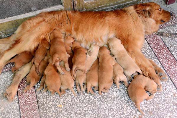 GoodSitDogs tweet picture
