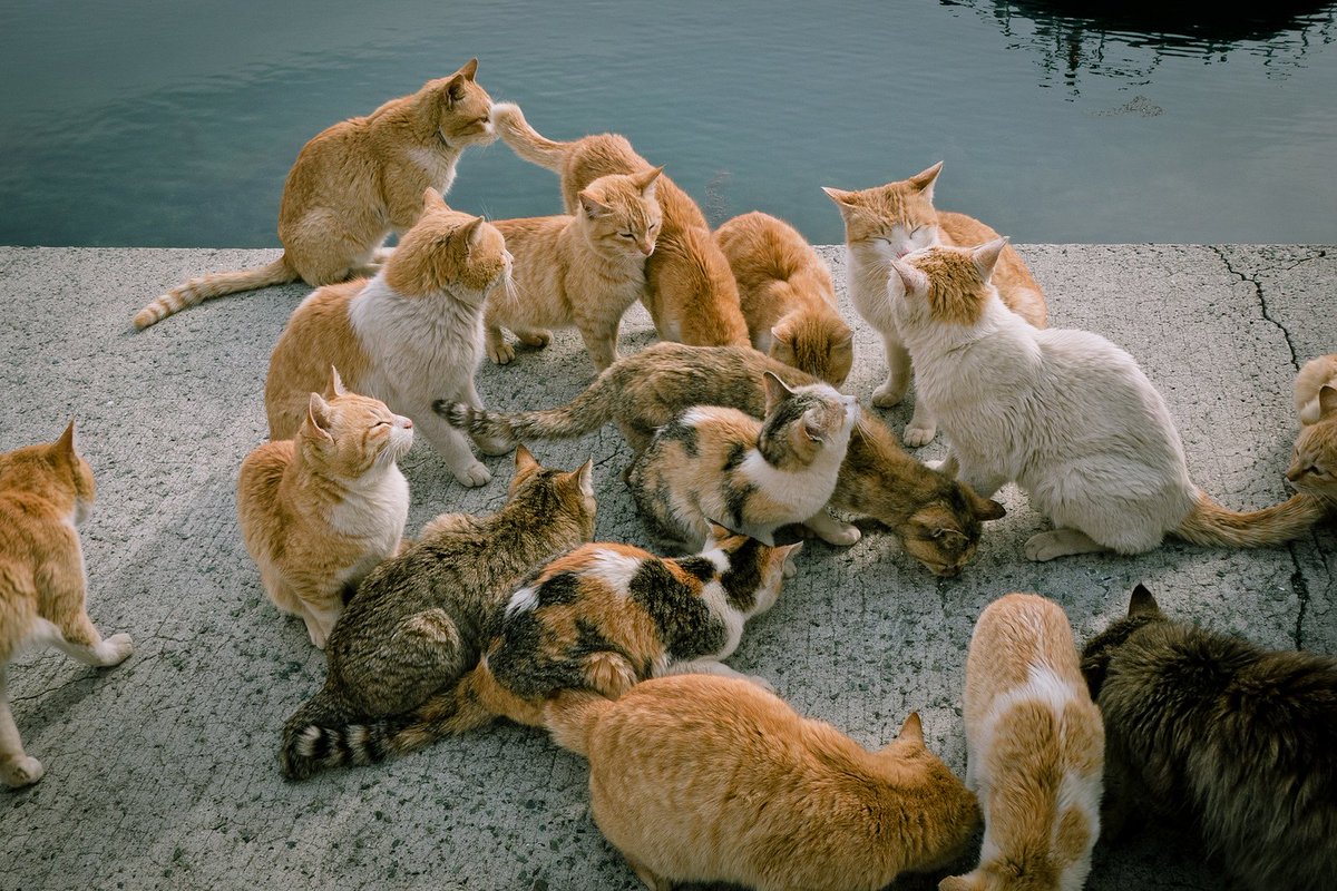 OnsenTipster's tweet photo. Introducing #Cat #Islands of #Japan - https://t.co/ANMF5fW6H5
#Onsen #Neko #OnsenTipster #BestOnsen #Travel #instago https://t.co/nIvJR4JvaY