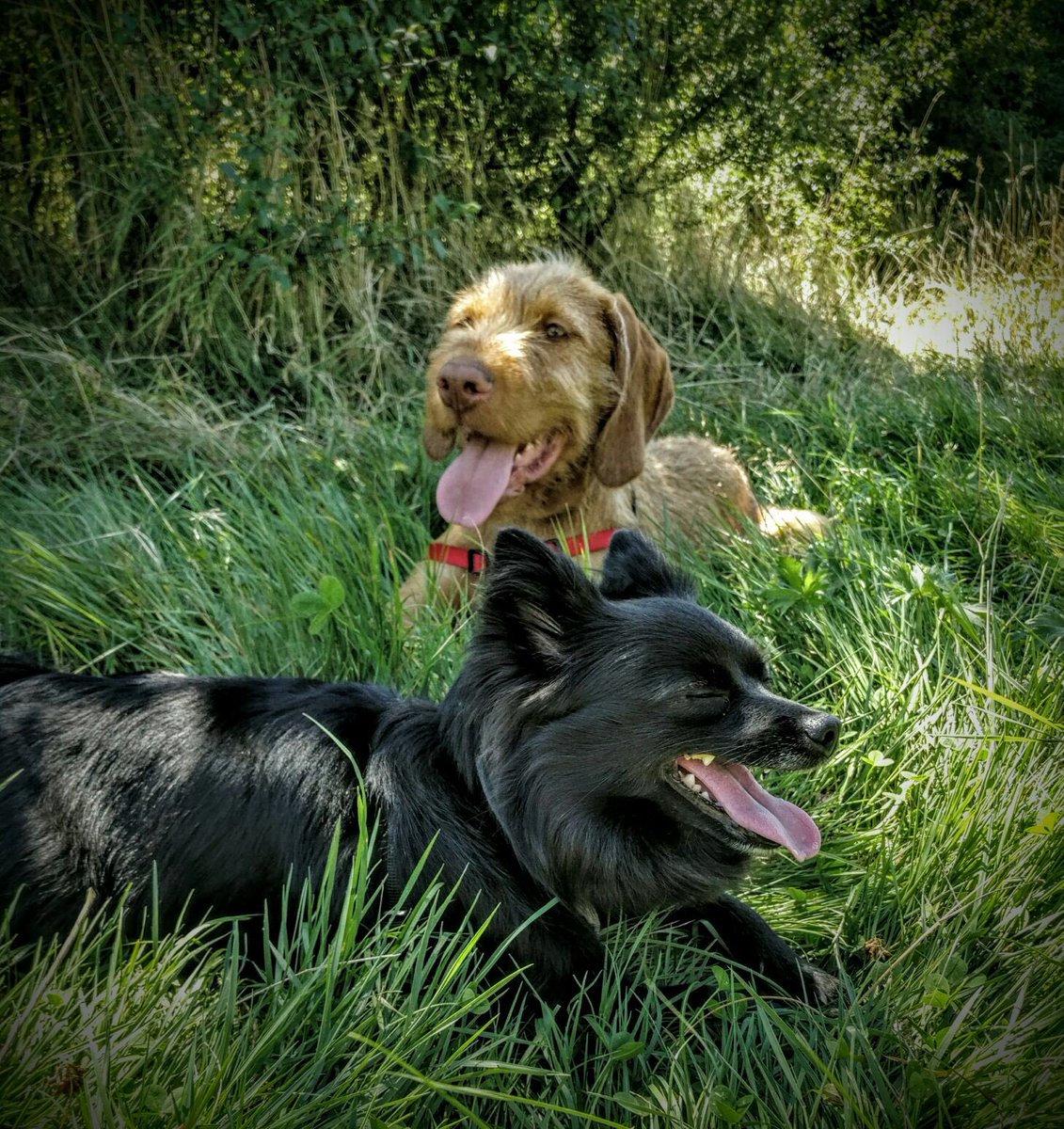 Wag + Stride tweet media