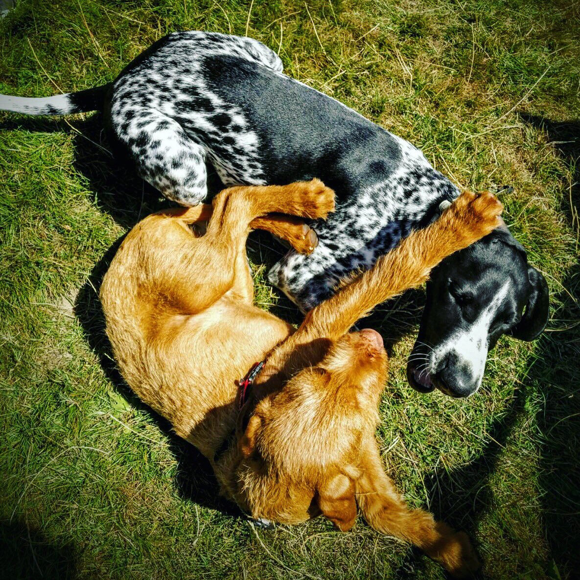 Wag + Stride tweet media