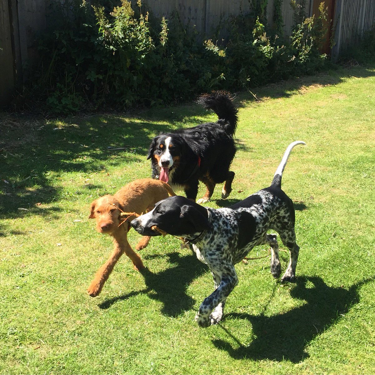 Wag + Stride tweet media