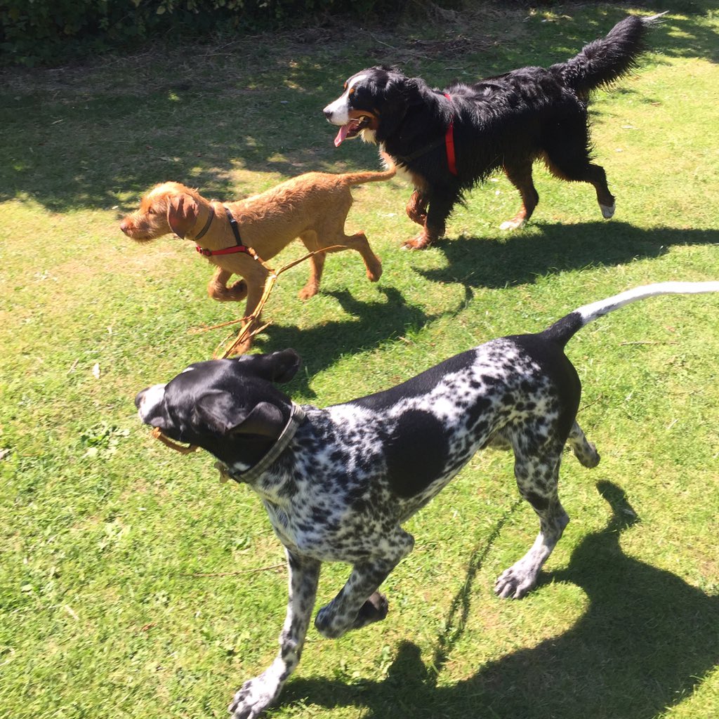 Wag + Stride tweet media