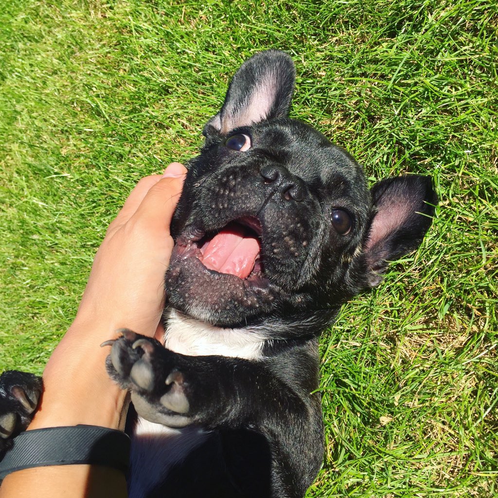 Wag + Stride tweet media